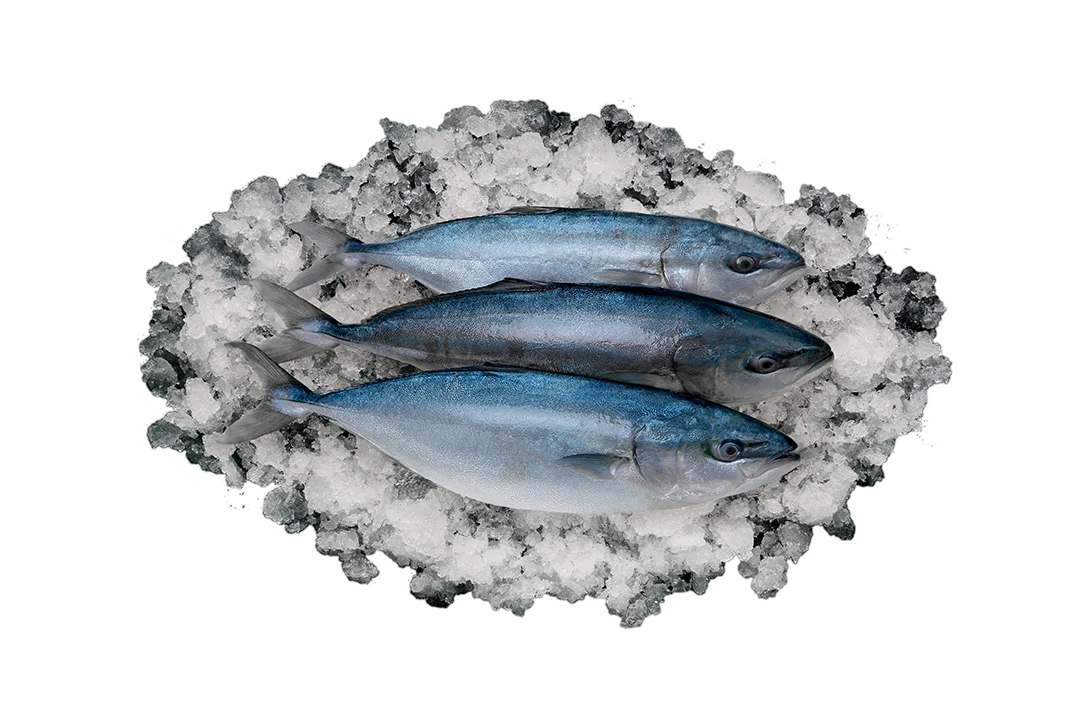 Желтохвост (Лакедра)