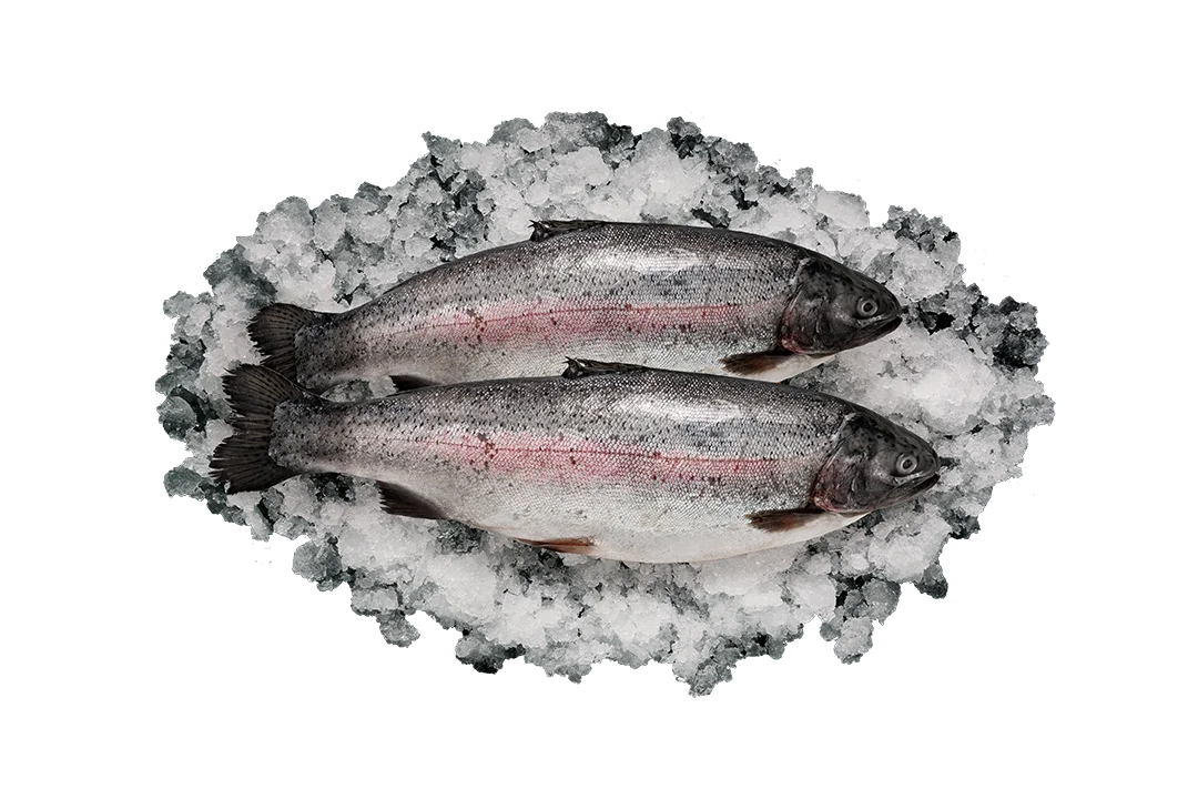 Форель радужная