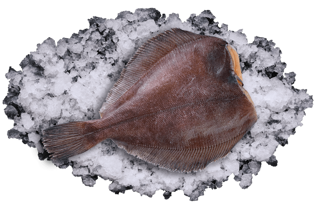 Камбала-ёрш